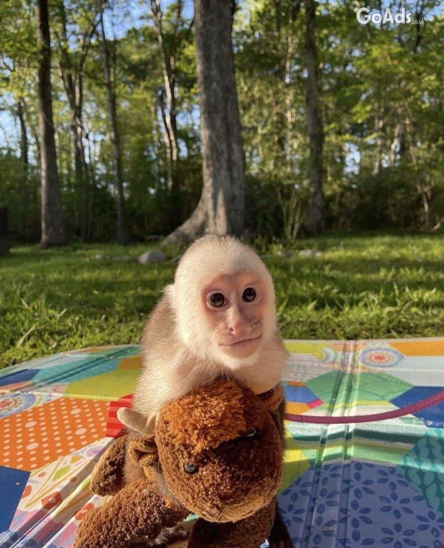 Lovely Housebroken Capuchin Monkey