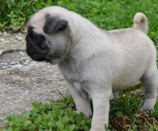 Lovely Litter of Fawn and Black Pug puppies ready.