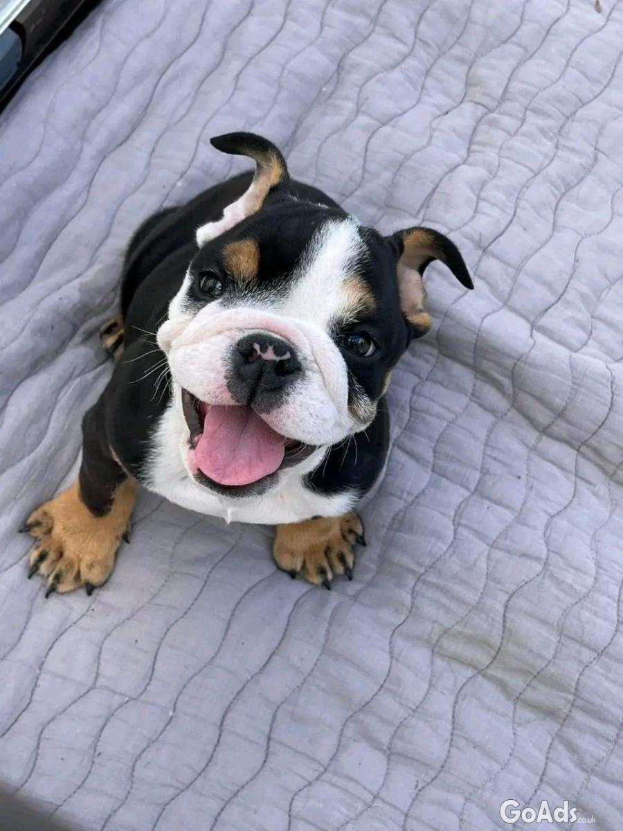 Lovely male and female English bulldog puppies available.