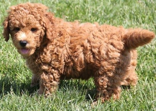 Lovely male and female Goldendoodle puppies for adoption.