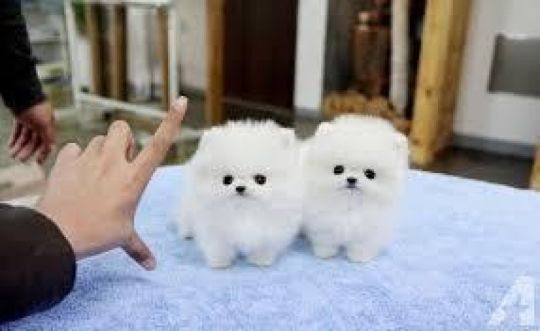 Lovely  Pomeranian puppies for your home