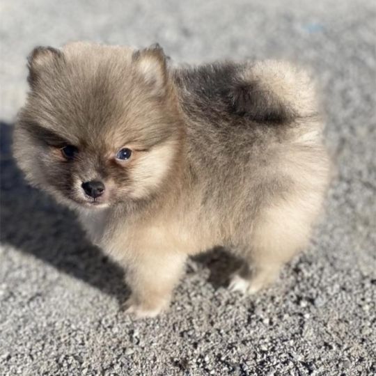 Lovely Pomeranian Puppy