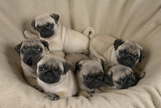 Lovely pug puppies ready for a new home.