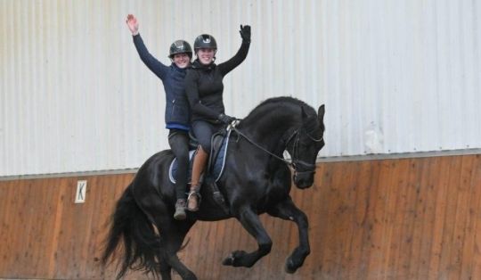 Lovely sweet Friesian Gelding horse . Koko