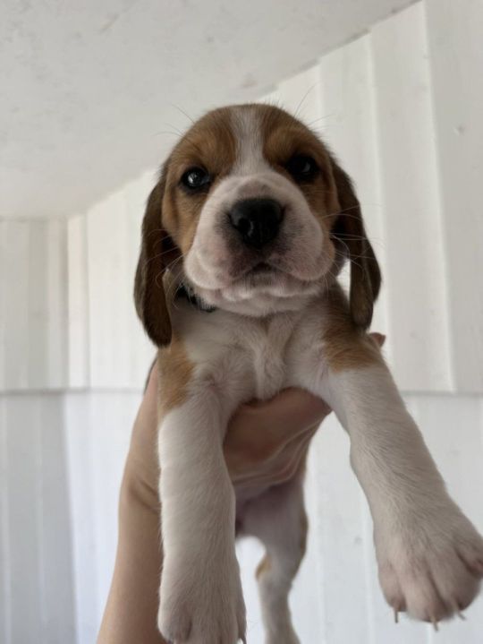 Lovely Tri-Color Beagle Puppies Raised in Family Home.
