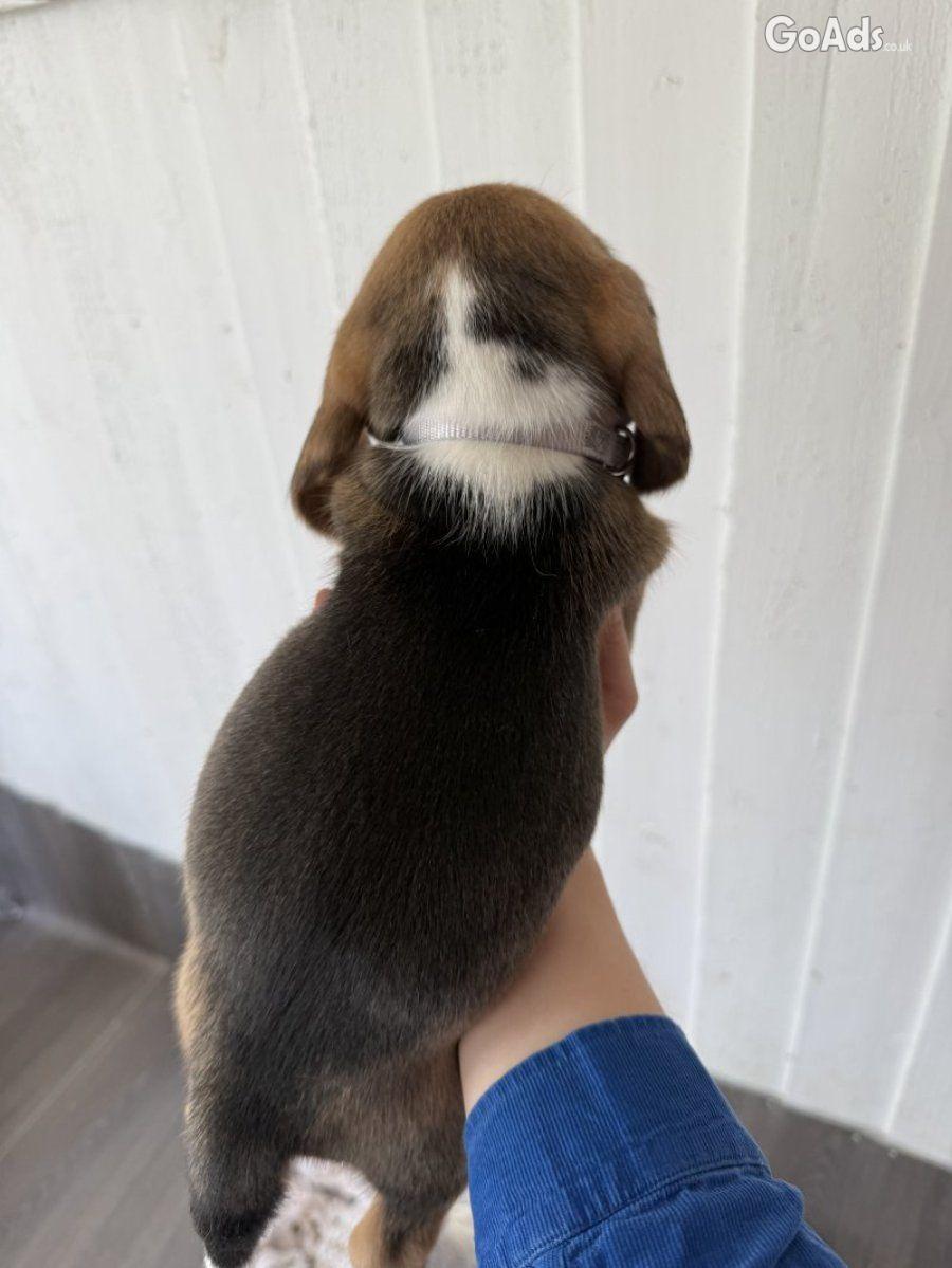 Lovely Tri-Color Beagle Puppies Raised in Family Home.