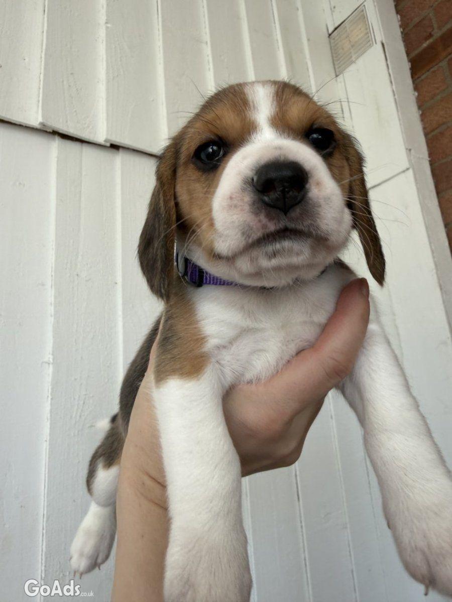 Lovely Tri-Color Beagle Puppies Raised in Family Home.