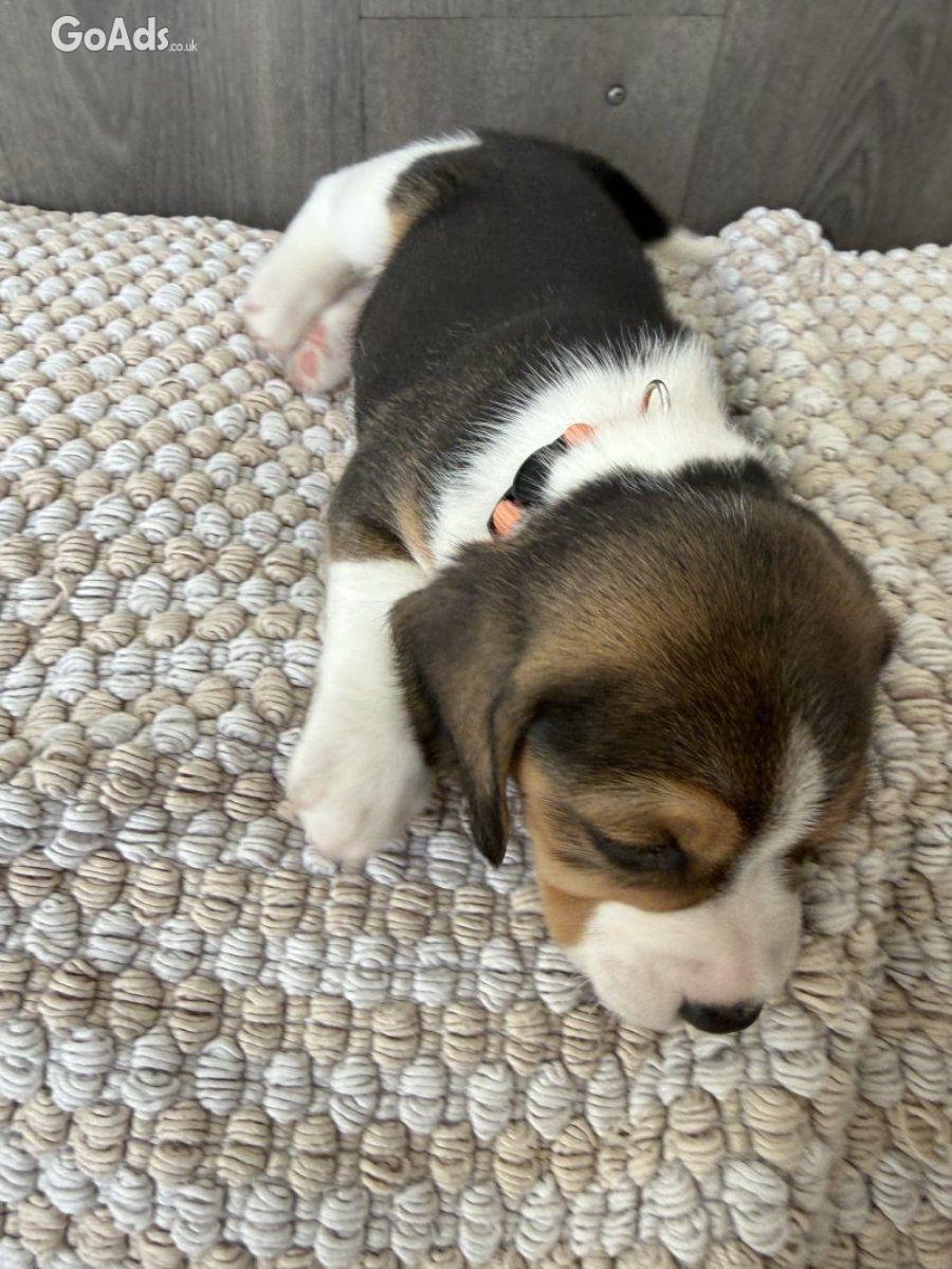 Lovely Tri-Color Beagle Puppies Raised in Family Home.