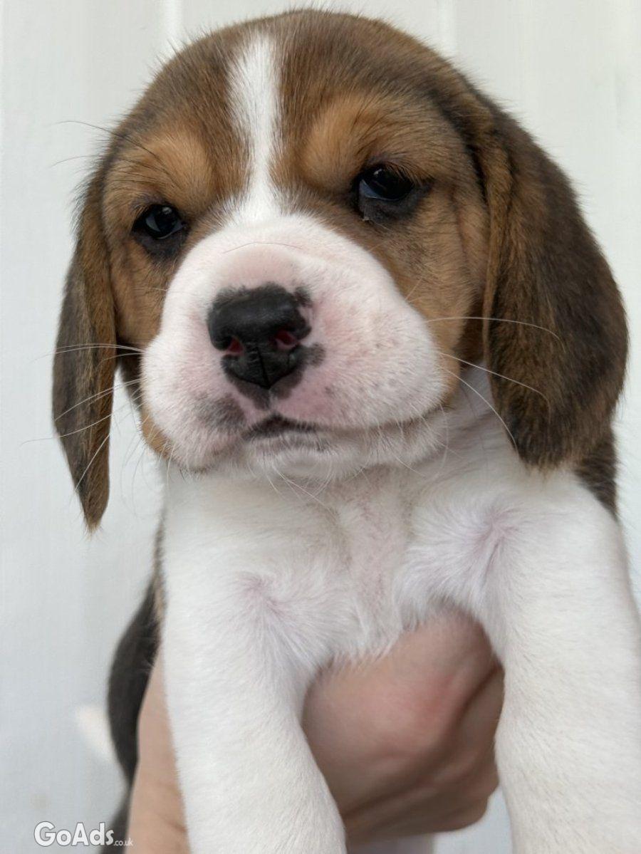 Lovely Tri-Color Beagle Puppies Raised in Family Home.