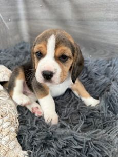Lovely Tri-Color Beagle Puppies Raised in Family Home.