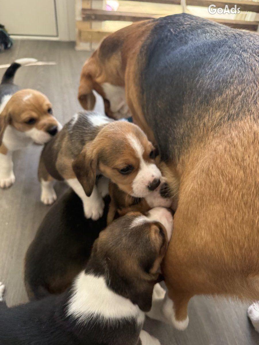 Lovely Tri-Color Beagle Puppies Raised in Family Home.