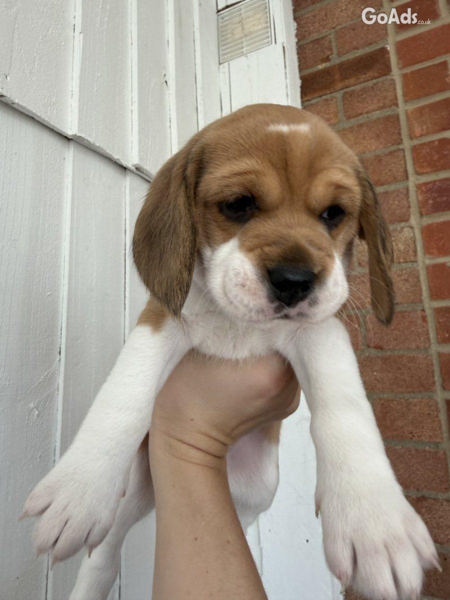 Lovely Tri-Color Beagle Puppies Raised in Family Home.