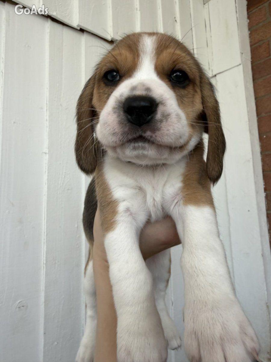 Lovely Tri-Color Beagle Puppies Raised in Family Home.