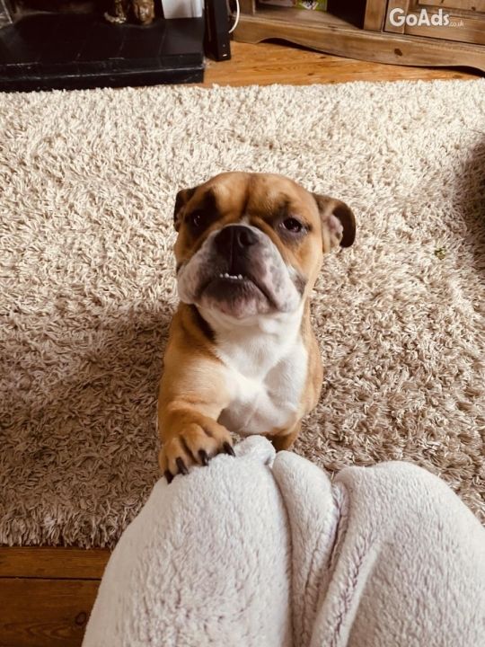 Loving KC reg English Bulldog female