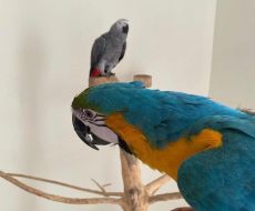 Macaw birds for sale