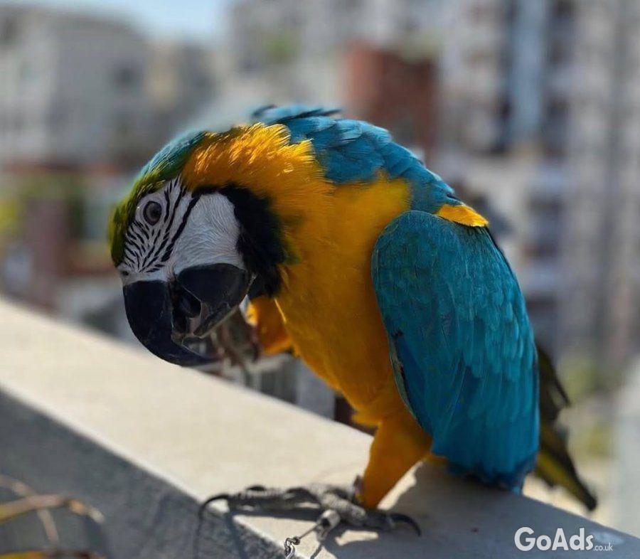 Macaw birds for sale