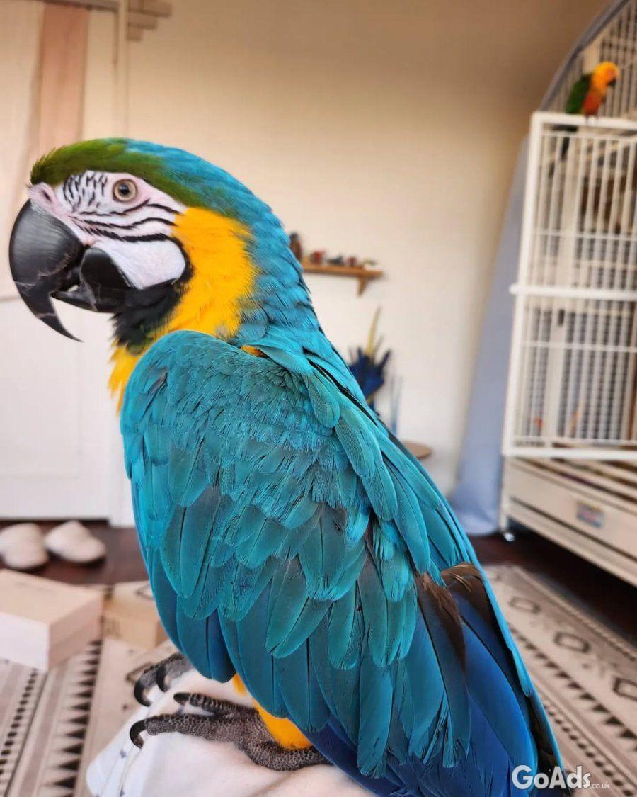 Macaw birds for sale