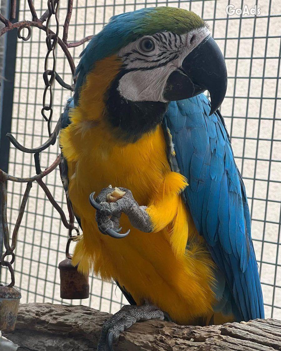 Macaw birds for sale