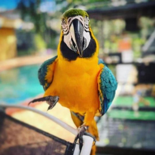 Macaw blue and gold