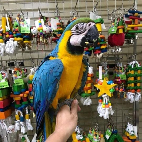 Macaw parrots