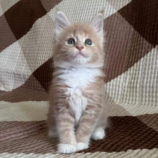 MAIN COON KITTEN