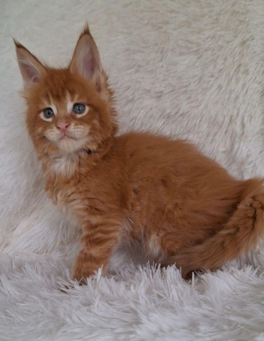 Maine coon kitten Boy , Oxford