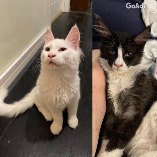 Maine coone kittens for sale GCCF registered lowest ever price