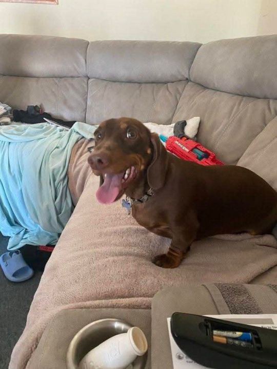 Male Adorable dachshund puppy available