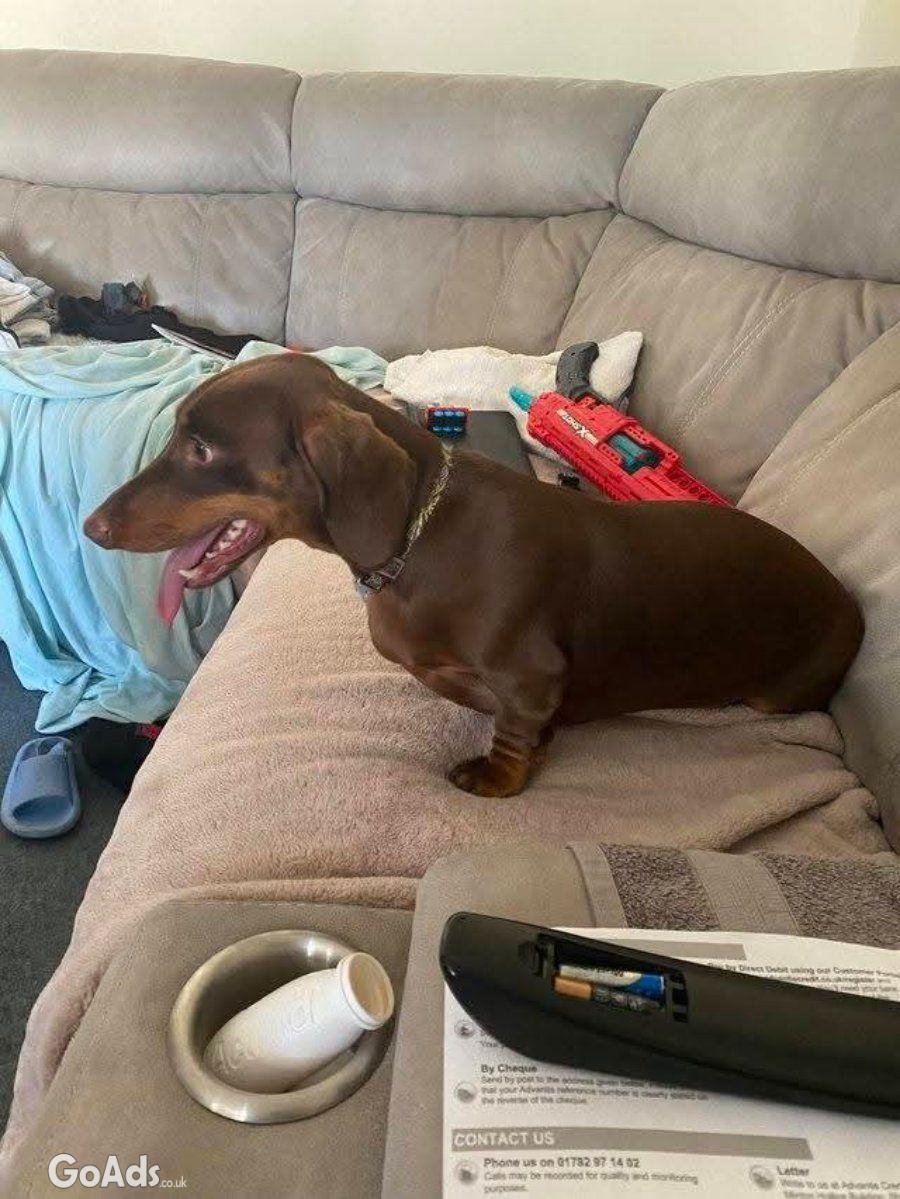 Male Adorable dachshund puppy available