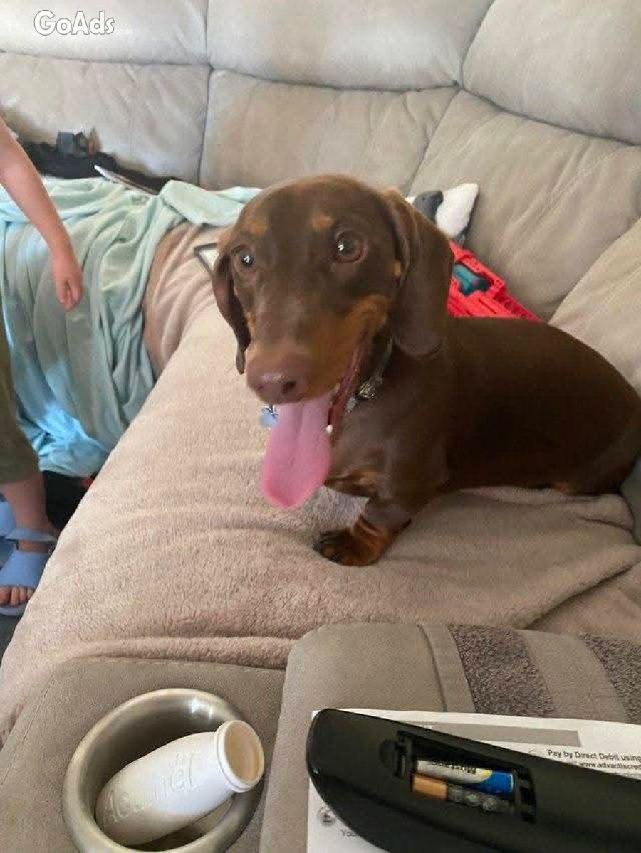 Male Adorable dachshund puppy available