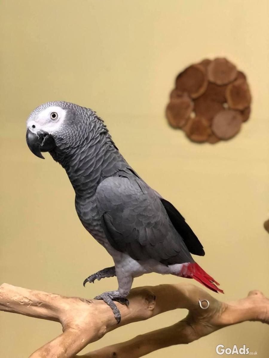 Male African Grey Parrot
