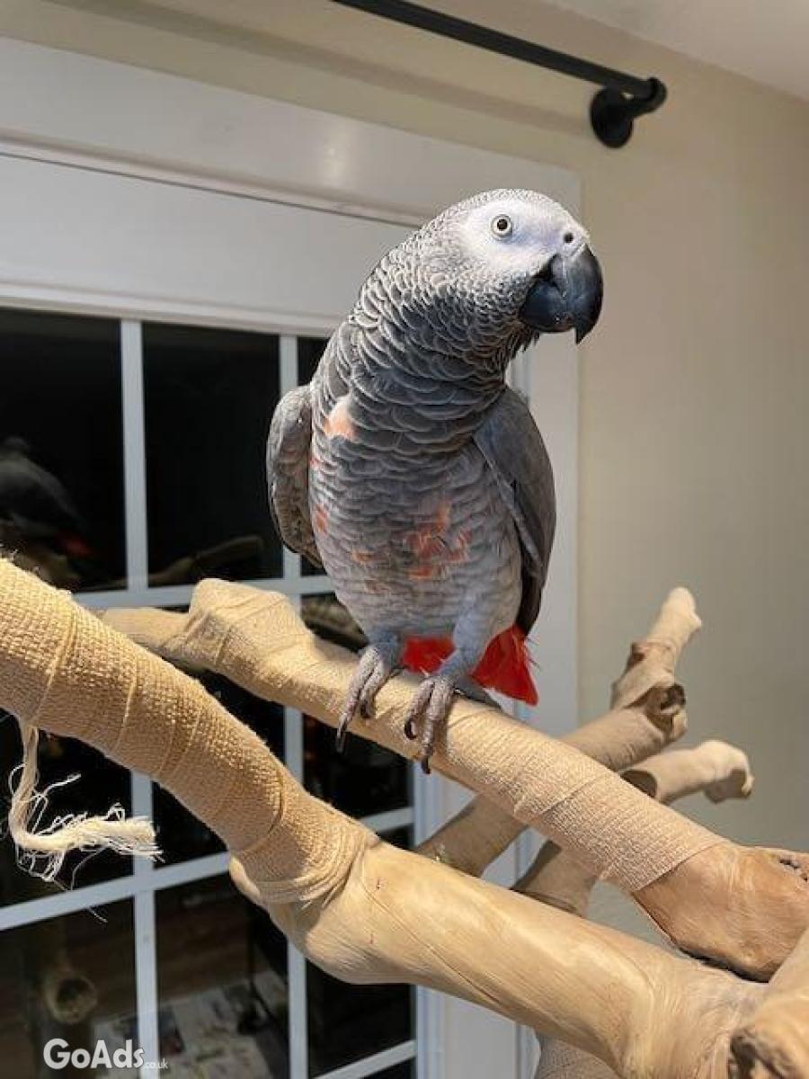 Male and Female African Grey Parrots 