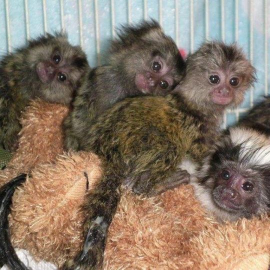 Male And Female Baby Marmoset Monkeys