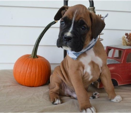 Male and Female Boxers