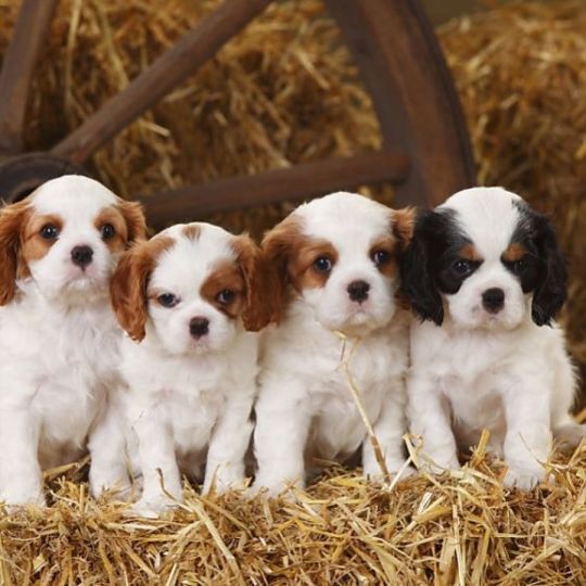 Male and female cavalier king charles spaniel pups.