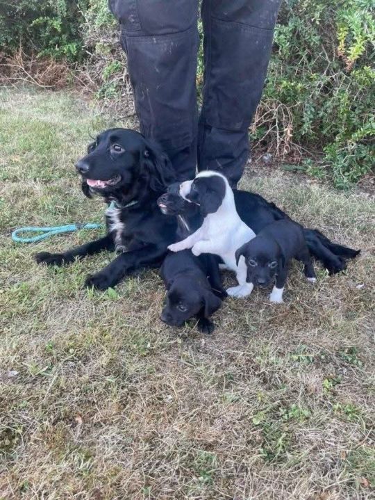 Male and female cocker spaniels puppies