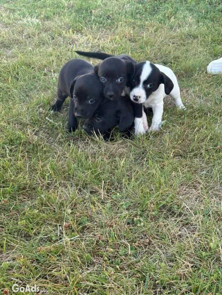 Male and female cocker spaniels puppies