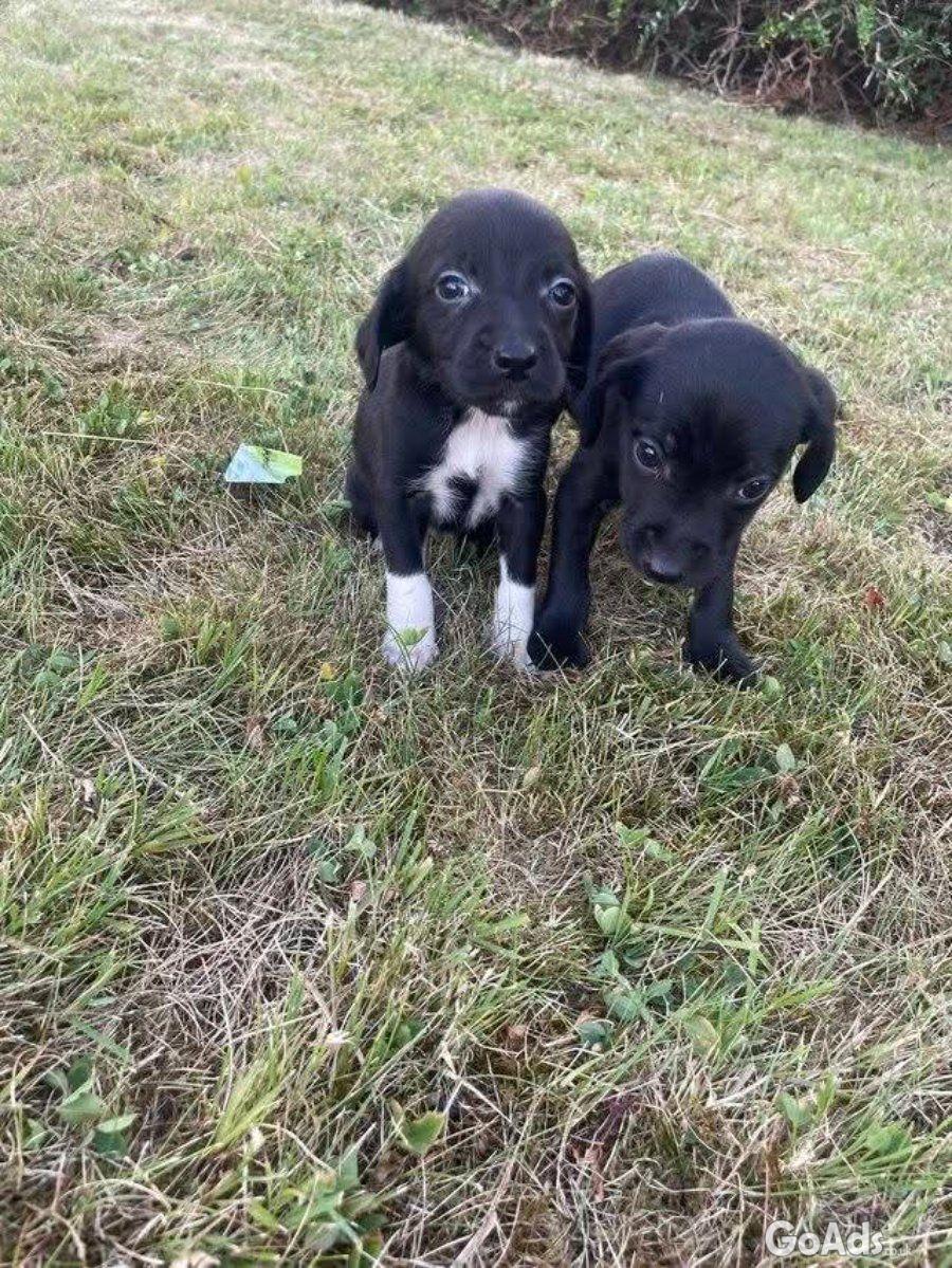 Male and female cocker spaniels puppies