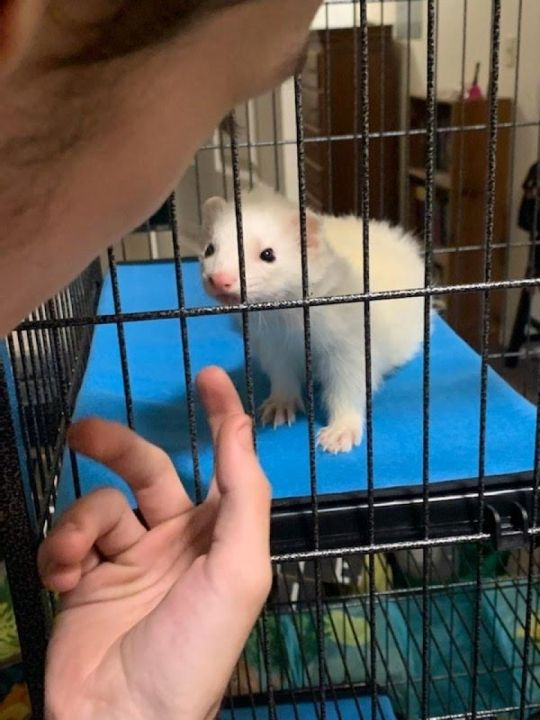 Male and female ferrets with cage and other accessories