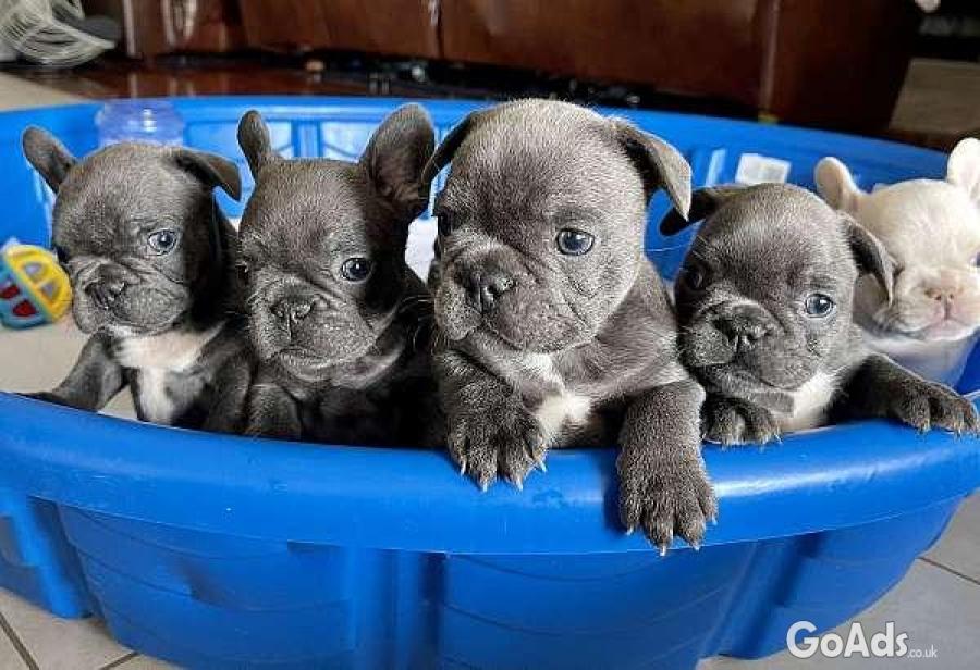 Male and Female French Bulldog Puppies for sale