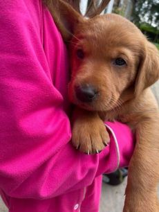 Male and female golden retrievers puppies