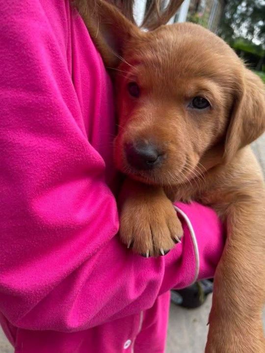 Male and female golden retrievers puppies