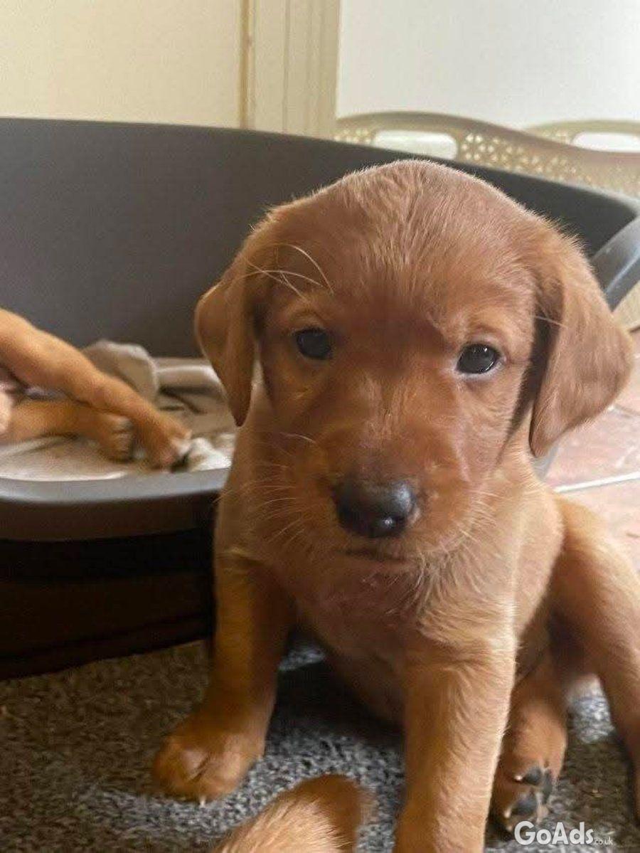 Male and female golden retrievers puppies
