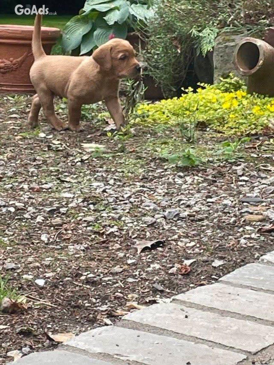 Male and female golden retrievers puppies