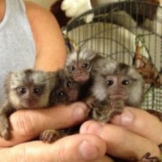 Male And Female Marmoset Monkeys