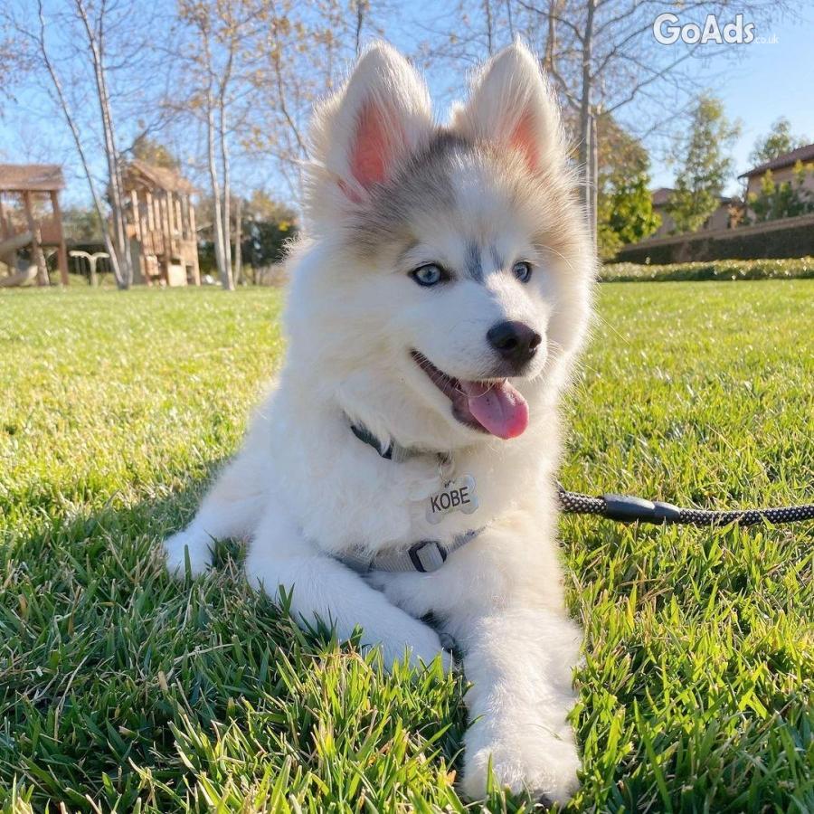 Male and female Pomsky puppies for adoption