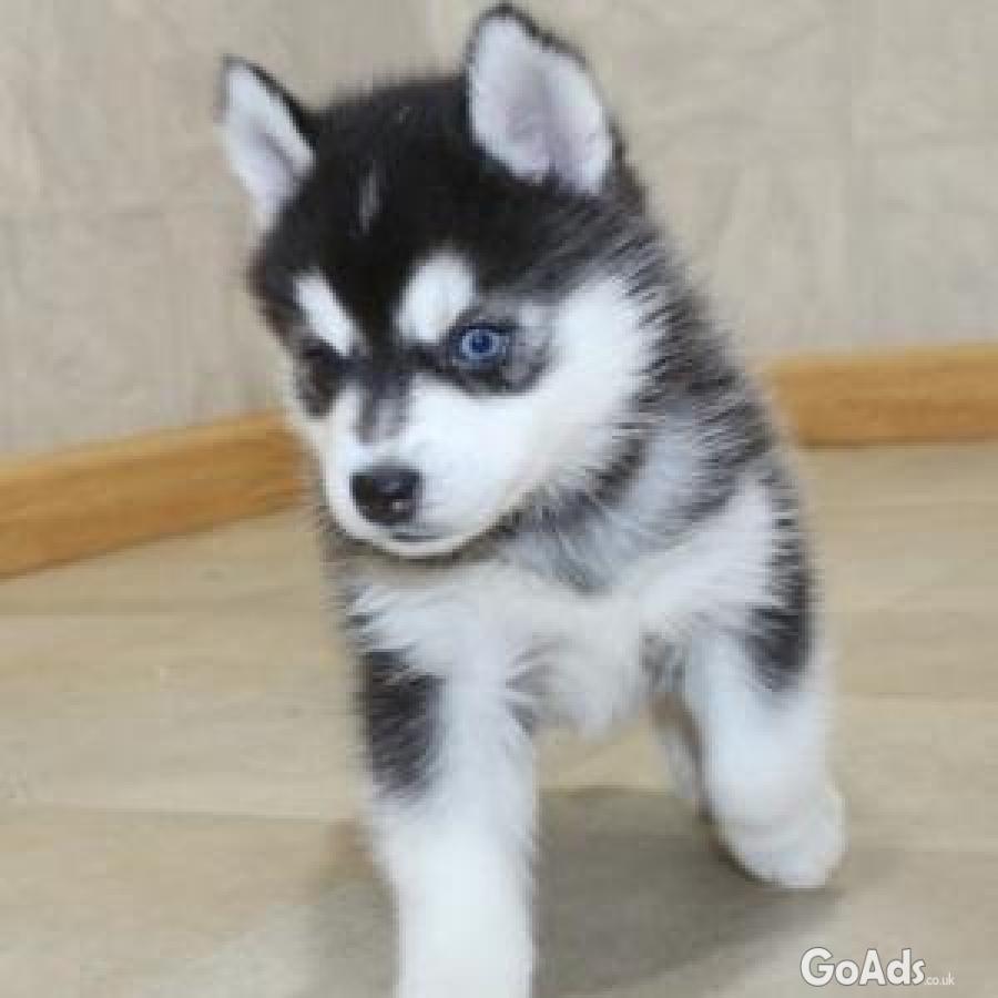 Male and female Pomsky puppies for adoption. 