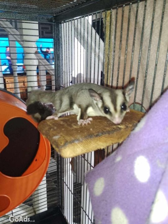 Male and female sugar gliders