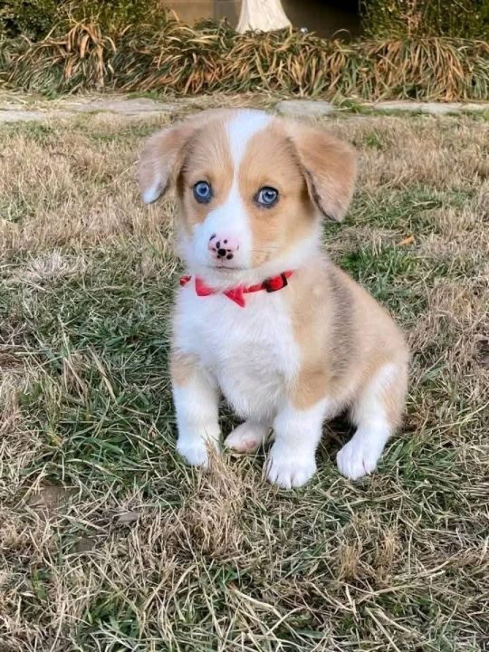 Male and Female Welsh Corgis available