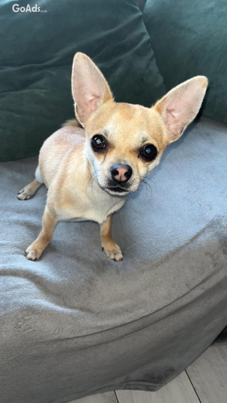 Male chihuahua 1 years old 